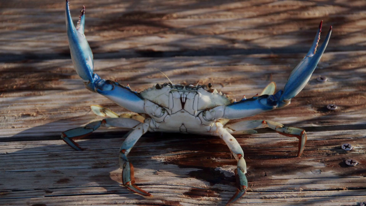 5 Facts About Dungeness Crab You Didn’t Know